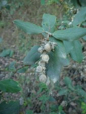 Garrya elliptica Fruit